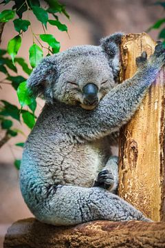 Koala van Miranda Jansen Fotografie