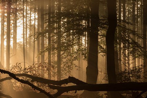 Bos in de herfstzon