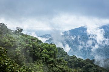 The green world by Julian Buijzen