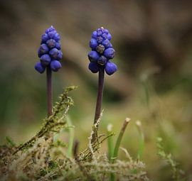 Blauw Druifje. by Marthijn van Tellingen
