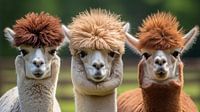 Alpaca portret