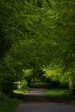 Un chemin bordé d'arbres sur SonjaFoersterPhotography