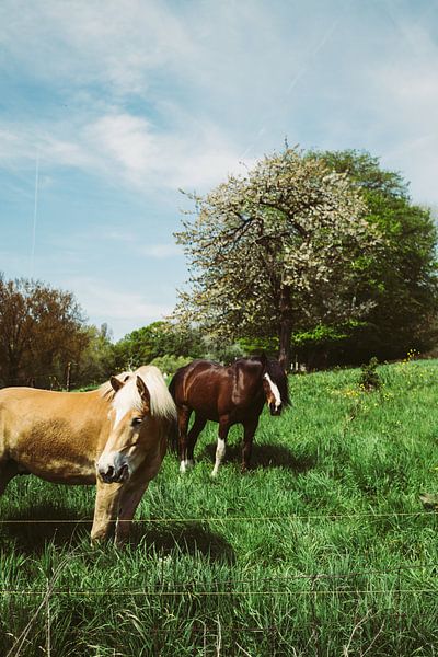 Ponys auf der Wiese von Patrycja Polechonska