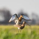 Parende Grutto's in de Alblasserwaard Donkse Laagten van noeky1980 photography thumbnail