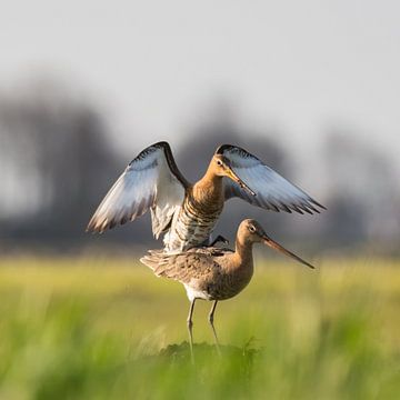 Mating Godwits in the last sun of the day II