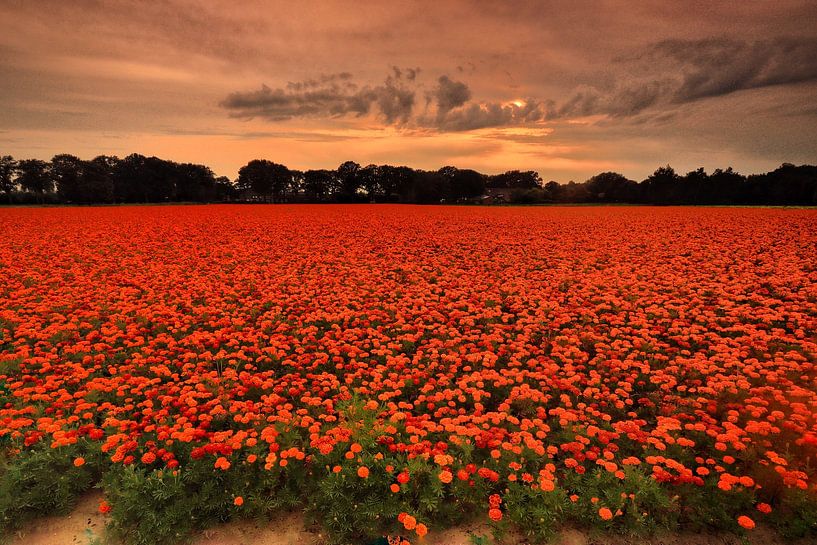 Flower Field by Laura van Grinsven
