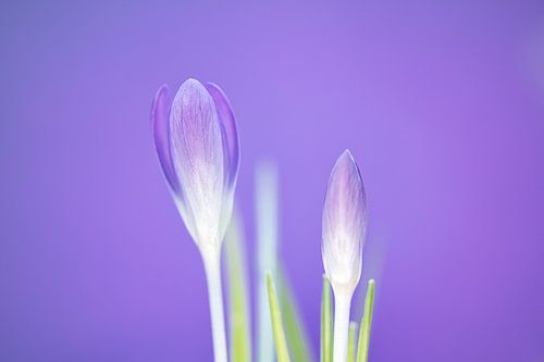 La beauté printanière du crocus violet