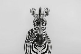 Zebra by Poster Art Shop