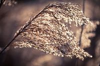 Bending like a reed in the wind