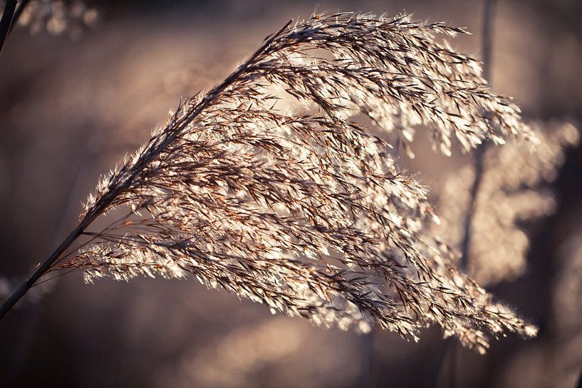 Bending like a reed in the wind by Leonie Wagenaar