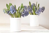 Blauwe Druifjes op vaas