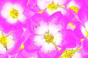 Pretty in Pink