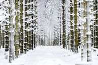 Winter wonderland 27-02-2020 van Etienne Hessels thumbnail
