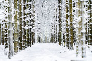 Le pays des merveilles de l'hiver 27-02-2020
