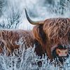 Scottish Highlander in the snow | Winter Westerheide by Maartje Hensen