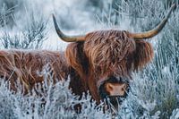 Highlander écossais dans la neige | Winter Westerheide