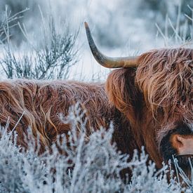 Schottischer Highlander im Schnee | Winter Westerheide von Maartje Hensen