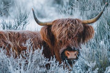 Schottischer Highlander im Schnee | Winter Westerheide von Maartje Hensen