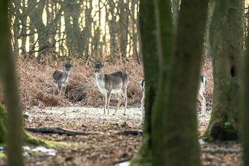 Herten van de AWD