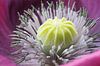 Art of a flower, Klaproos Macrofotografie van Watze D. de Haan thumbnail