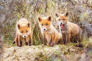 three red fox cubs von Pim Leijen