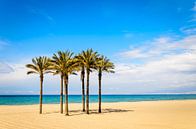 Palm trees on the sandy beach of Roquetas del mar Almeria Andalucia Spain by Dieter Walther thumbnail
