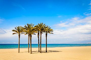 Palmen am Sand Strand von Roquetas del mar Almeria Andalusien Spanien von Dieter Walther