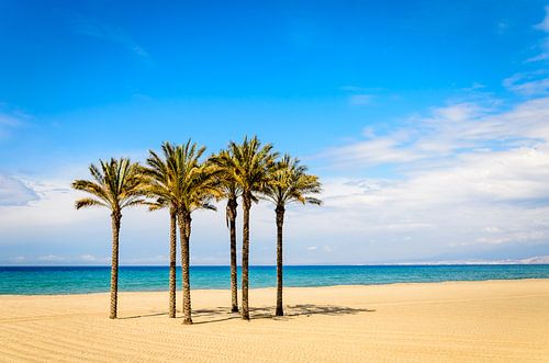 Palmbomen op het zandstrand van Roquetas del mar Almeria Andalucia Spanje