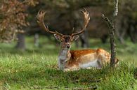 In der Natur liegender Damhirsch von Dennis Schaefer Miniaturansicht