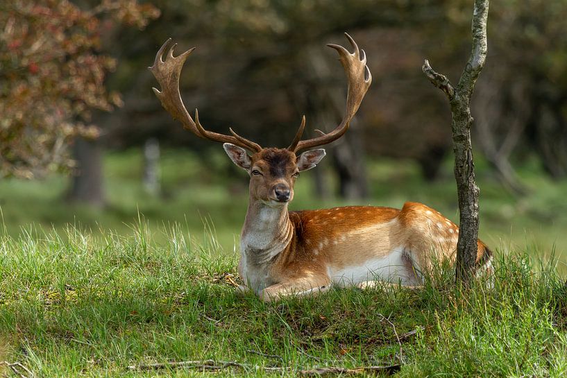 In der Natur liegender Damhirsch von Dennis Schaefer