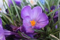Purple flower.