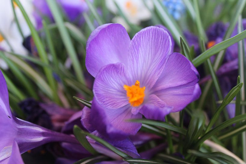 Purple flower. by Melanie Schook