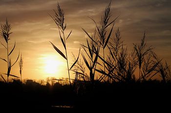 Riet met ondergaande zon