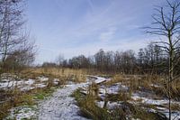 Wintergezicht