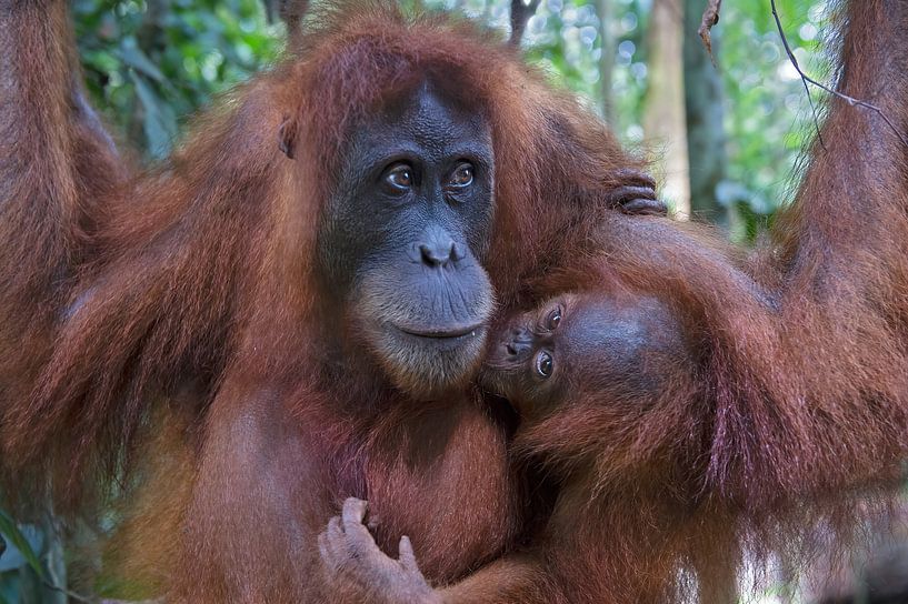 L'amour dans la famille par Marco Pozzi