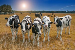 Cow in a meadow by Egon Zitter