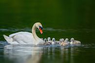 Eine Schwan Familie aus Küken und Mutter schwimmt auf einem Teich an einem sonnigen Sommer Morgen von Mario Plechaty Photography Miniaturansicht