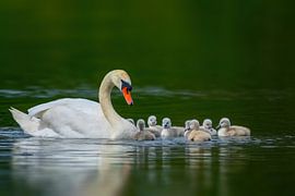 A swan family of chicks and mother swimming on a pond on a sunny summer morning by Mario Plechaty Photography