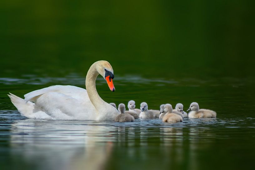 Eine Schwan Familie aus Küken und Mutter schwimmt auf einem Teich an einem sonnigen Sommer Morgen von Mario Plechaty Photography