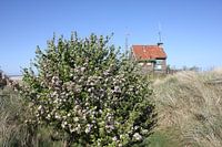 Huisje in de duinen van Terschelling