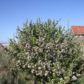 Huisje in de duinen van Terschelling van Nynke van der Ploeg