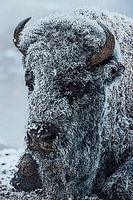 White bison in Yellowstone winter with frosted coat