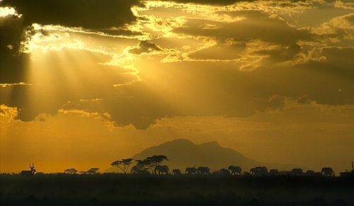300 Olifanten Kenya Tsavo - Scan From Analog Film