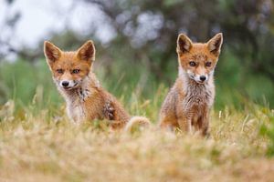 red fox cubs von Pim Leijen