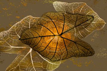 Caladium Pflanze. 5. Digital Art von Alie Ekkelenkamp