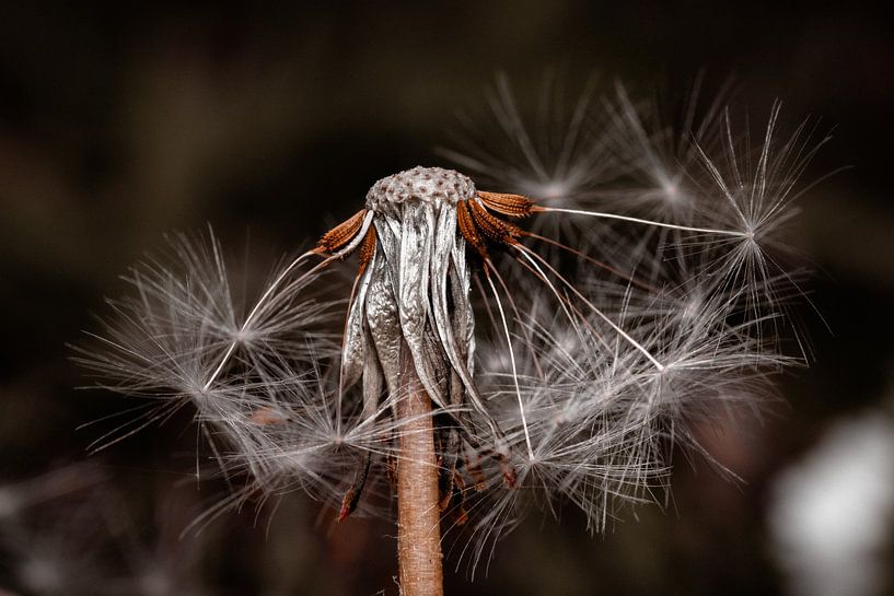Dandelion by Lars Jahnke