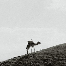 Black-&White camel on a mountain in Morocco near Marrakesh by Yara Aarts