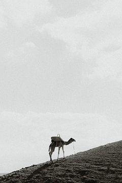 Black-&White camel on a mountain in Morocco near Marrakesh