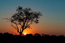 Sunset Botwana by Robert Peeters