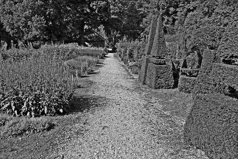 Conifer garden in black and white. by Jose Lok